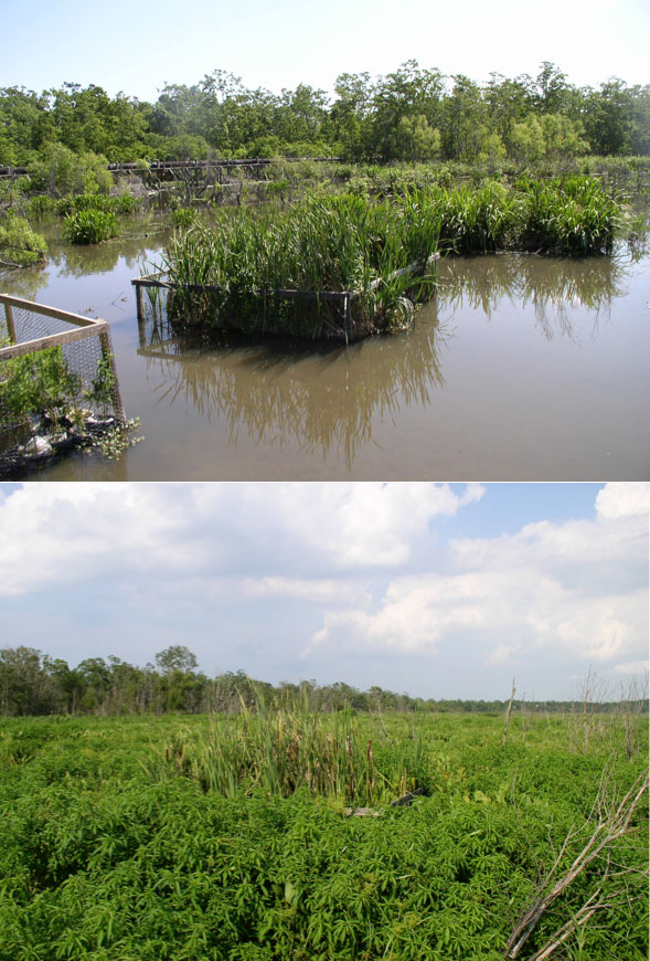 Photo  (top)  of  a  fenced  2  x  2  m  exclosure  at  the  Hammond  assimilation  wetlands  that  prevented  nutria  entry  established  in  2008  after  intense  grazing  over  the  fall  and  winter  of  2007-2008,  and  another  exclosure  (bottom)  during  the  Summer  of  2011  after  substantial  recovery  of  marsh  growth.  The  discharge  pipe  is  located  near  the  tree  line  in  the  background  in  the  upper  left  of  both  photos.