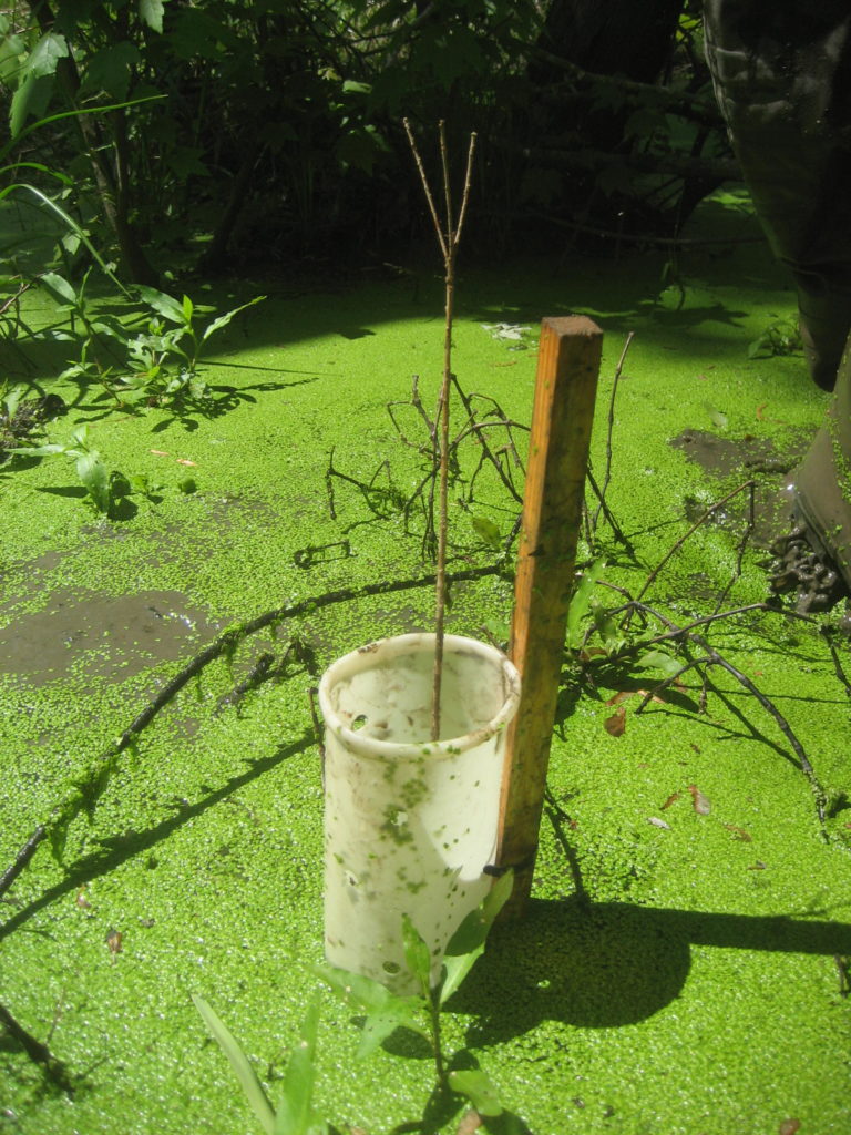 A bald cypress seedling surrounded by a nutria protector 