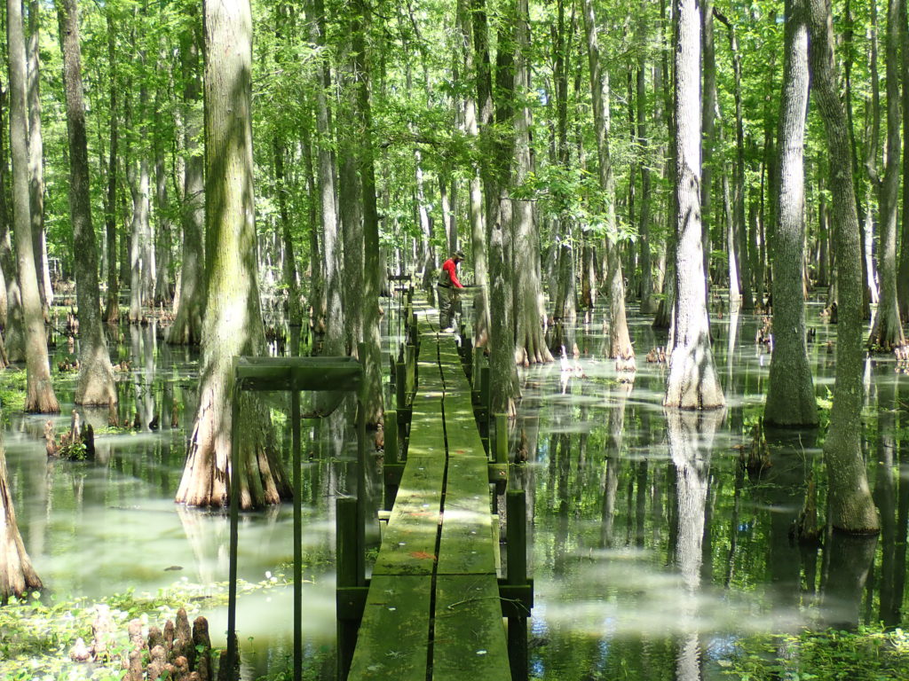The treatment boardwalk at the Luling assimilation wetlands