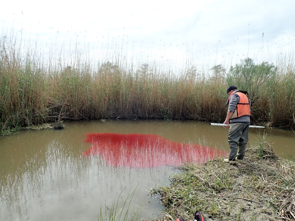 Water velocity measurements using rhodamine dye at the Tchefuncte Marsh assimilation wetland.
