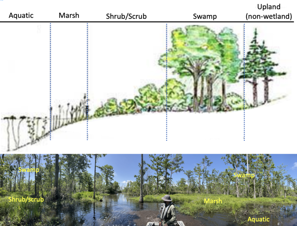 A schematic of wetland donation from aquatic to upland (top panel), and a photograph of the zonation in the wild (bottom).