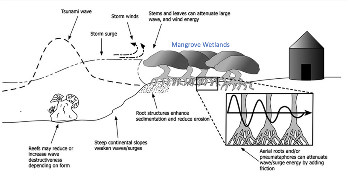 A schematic of how storm waves are attenuated by wetlands.